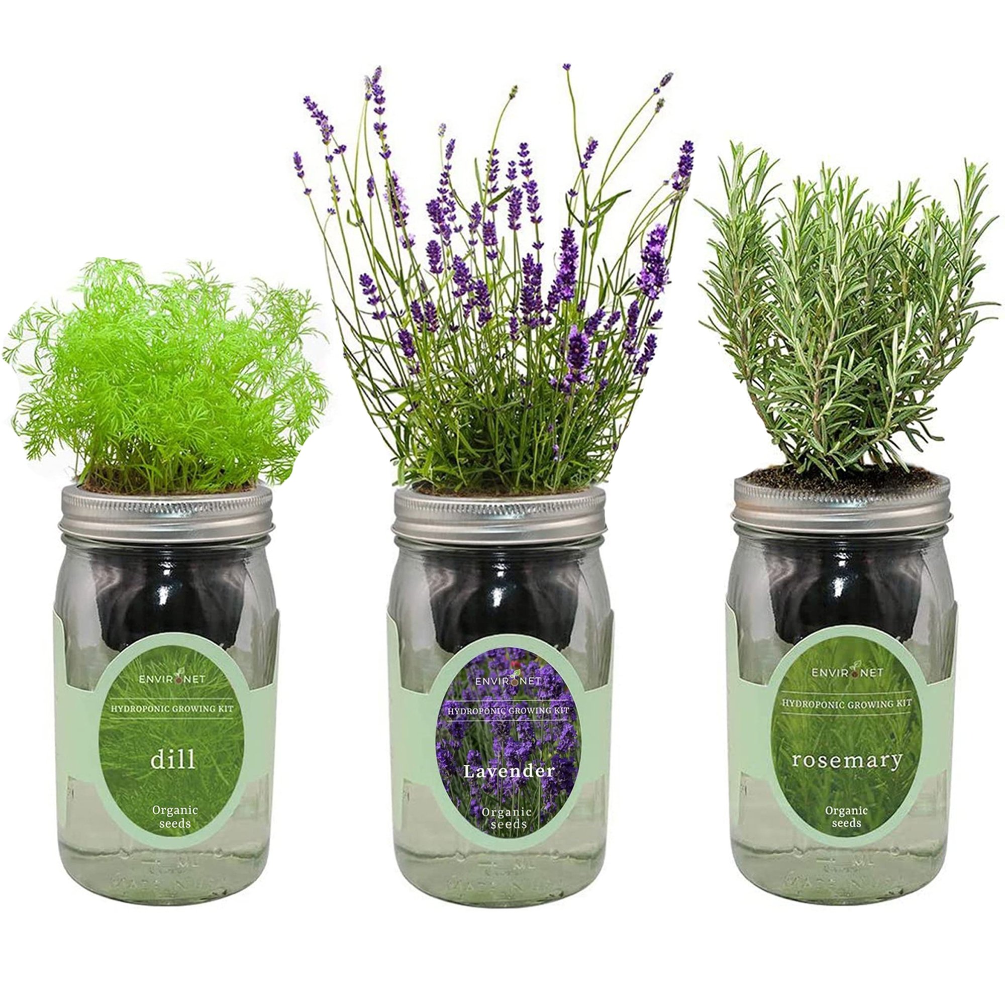 Hydroponic Herb Growing Kit Set with Organic Seeds - Dill, Lavender, Rosemary