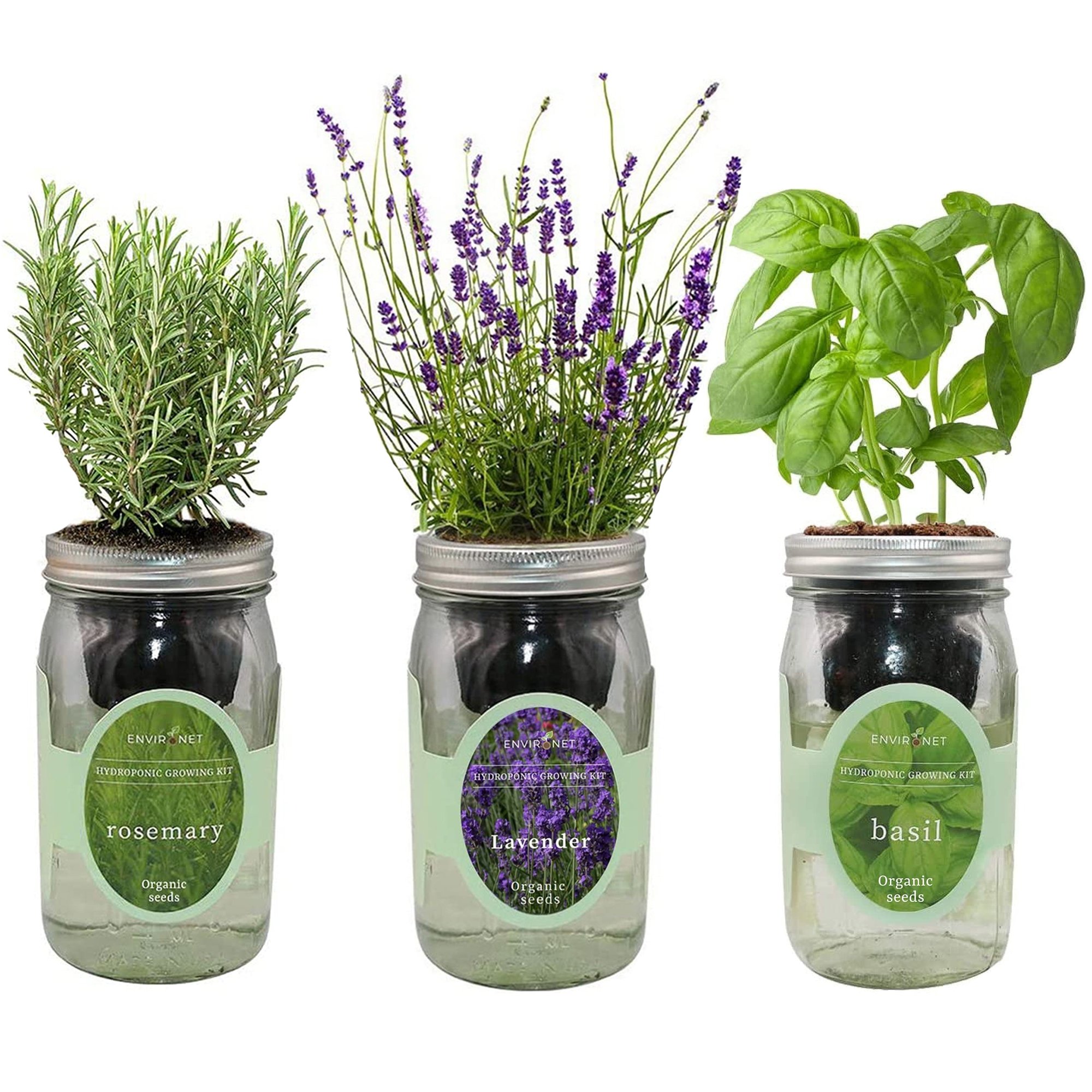 Hydroponic Herb Growing Kit Set with Organic Seeds - Lavender, Rosemary, Basil