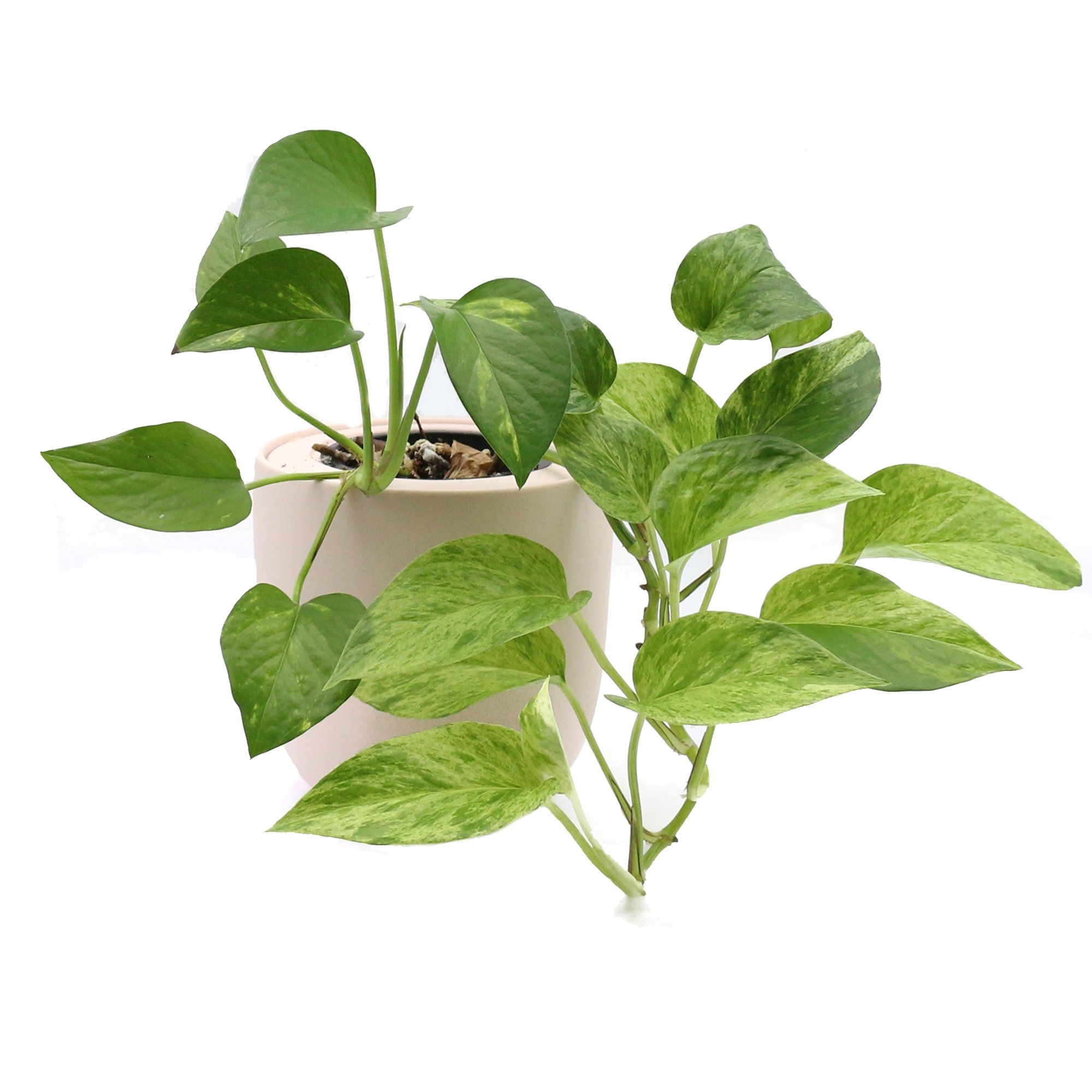 Hydroponic Golden Pothos Live Plants Growing Kit with Pink Ceramic Pot