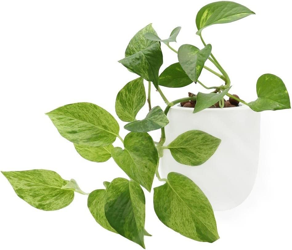 Hydroponic Golden Pothos Live Plants Growing Kit with White Ceramic Pot