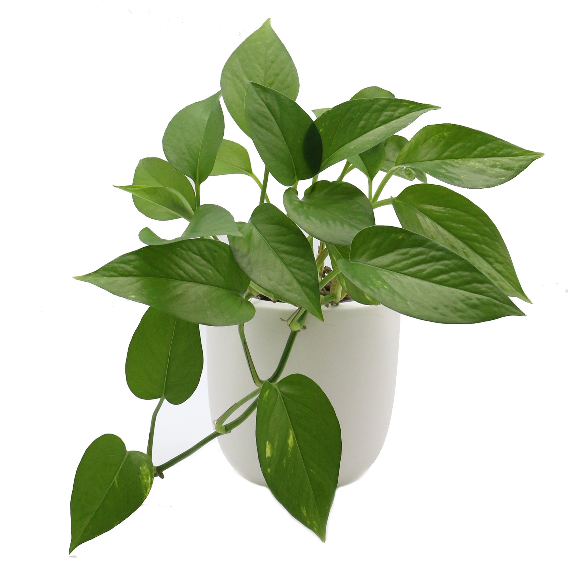 Hydroponic Jade Pothos Live Plants Growing Kit with White Ceramic Pot