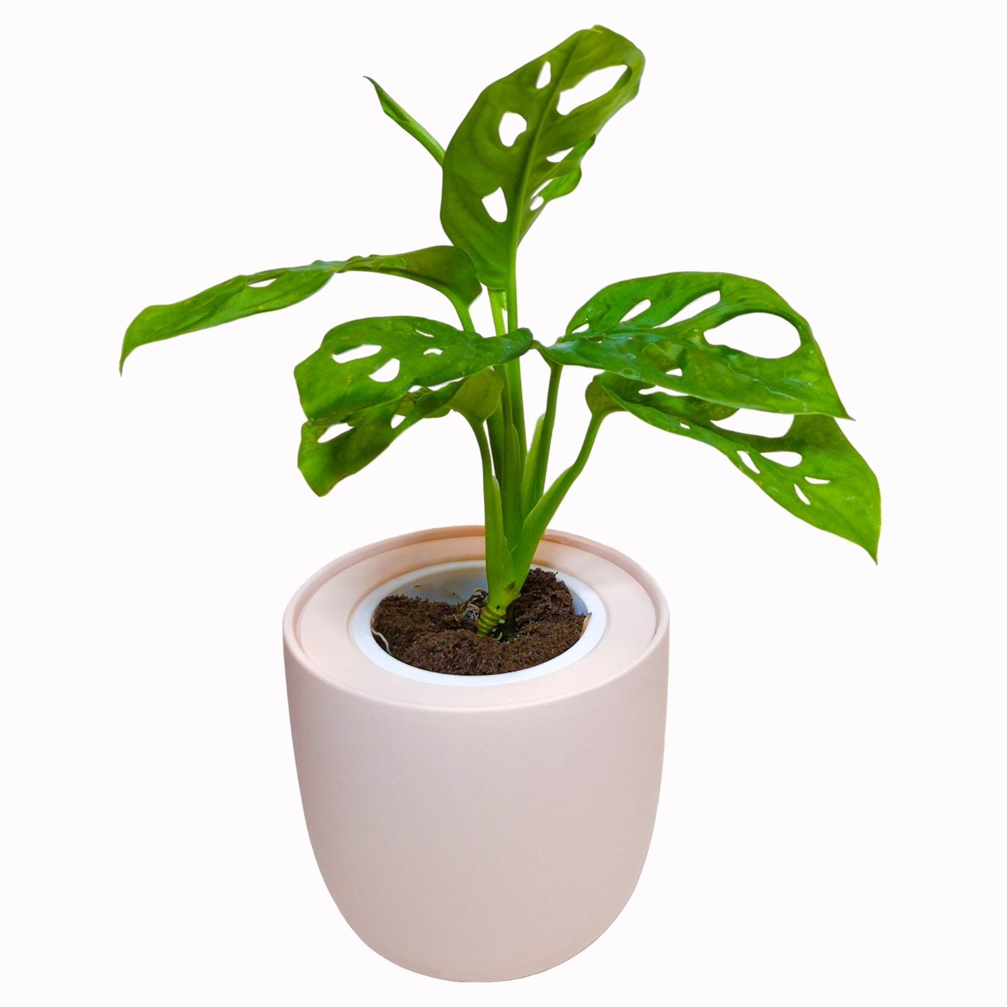 Hydroponic Monstera Monkey Mask Live Plants Growing Kit With Pink Ceramic Pot - Monstera Monkey Mask
