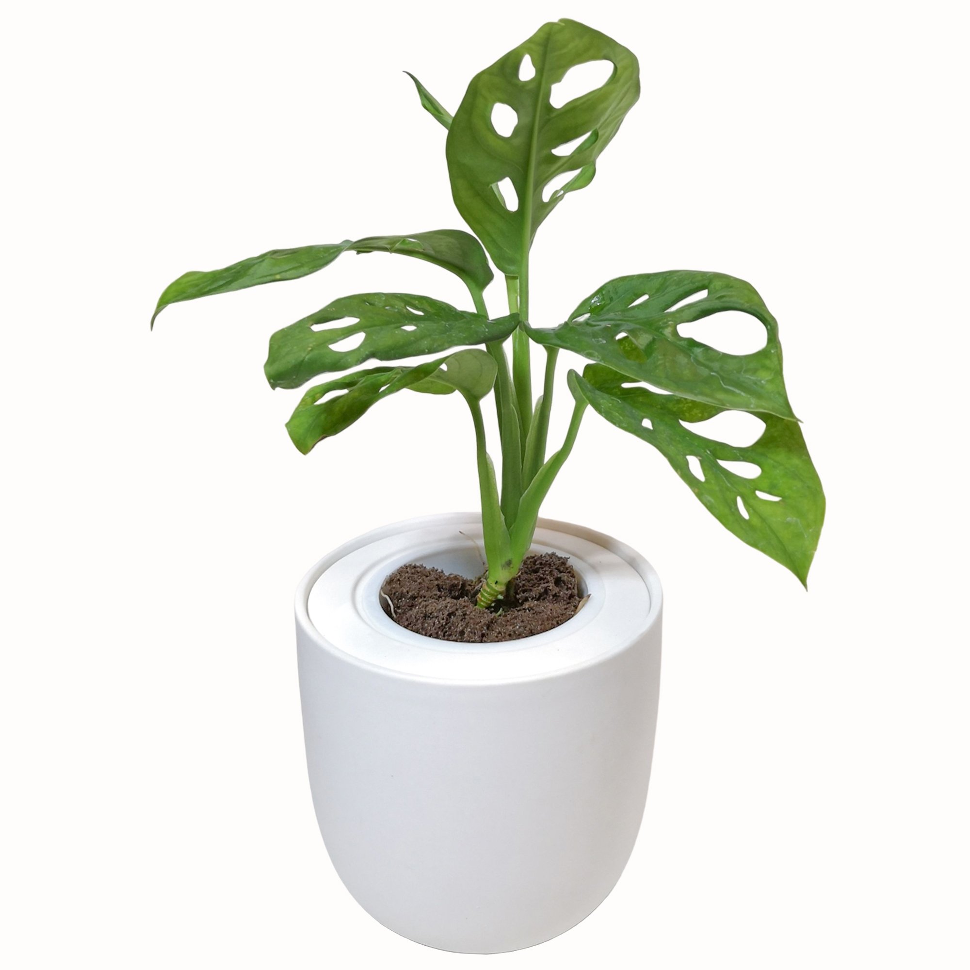 Hydroponic Monstera Monkey Mask Live Plants Growing Kit With White Ceramic Pot - Monstera Monkey Mask-White