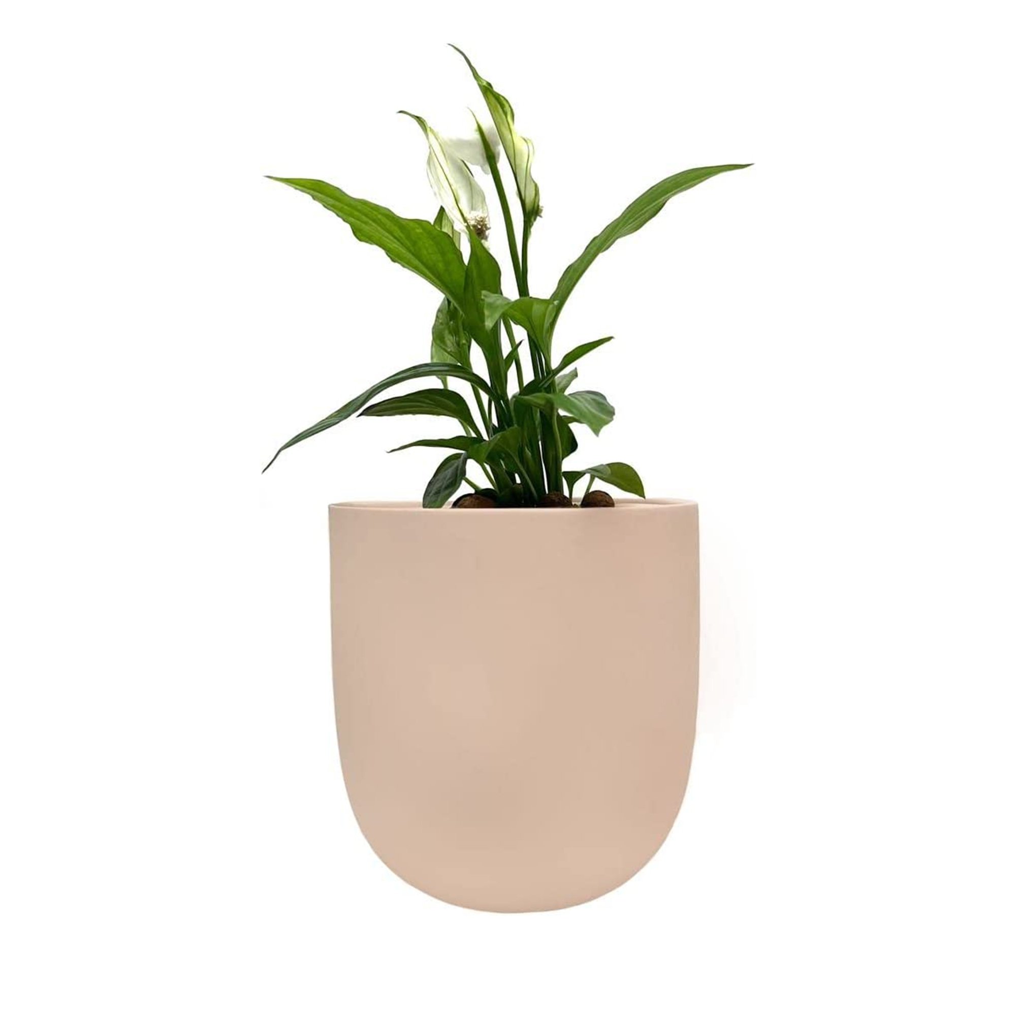 Environet Hydroponic Spathiphyllium Live Plants Growing Kit with Pink Ceramic Pot