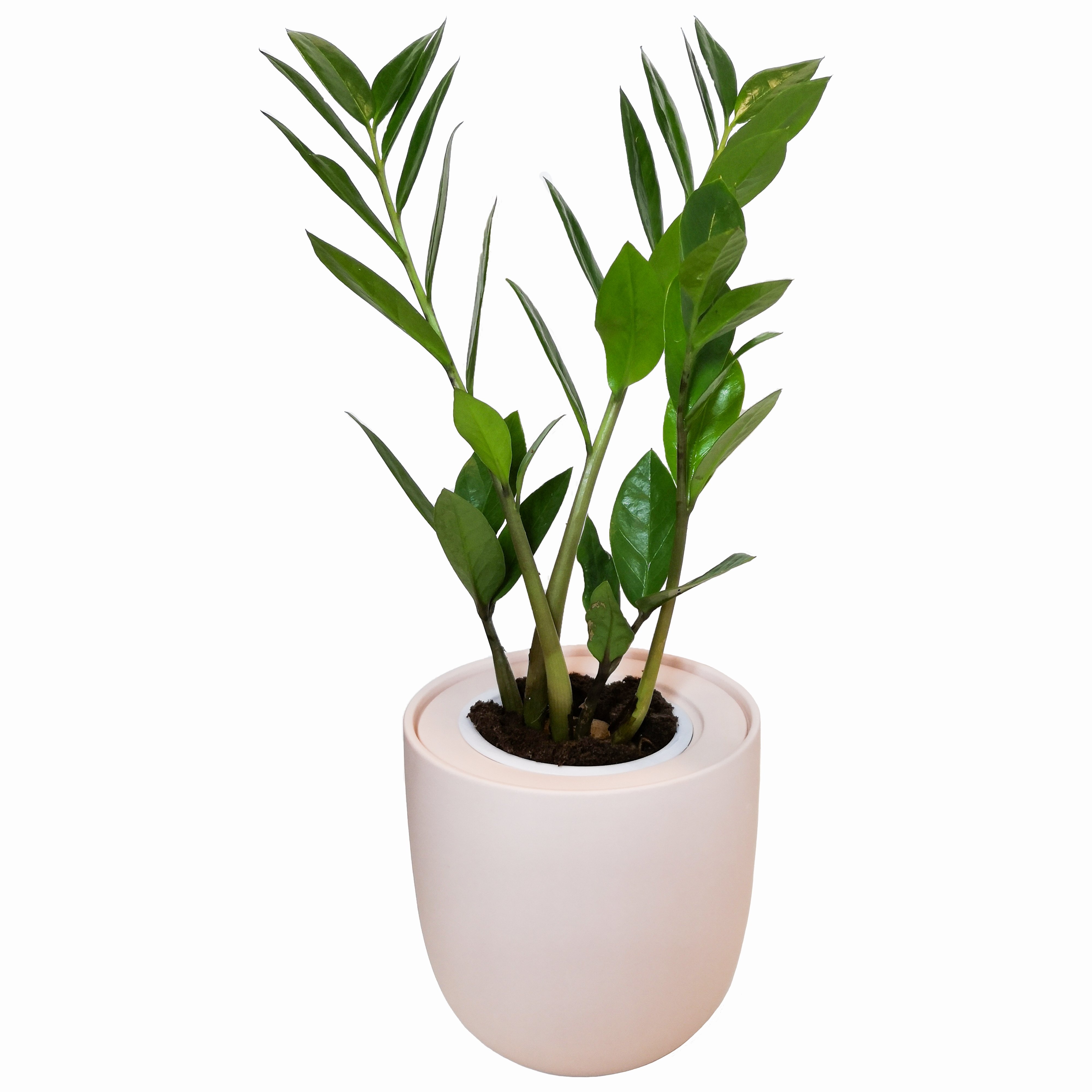 Hydroponic ZZ Plant Live Plants Growing Kit with Pink Ceramic Pot (ZZ Plant)(ZZ Plant)