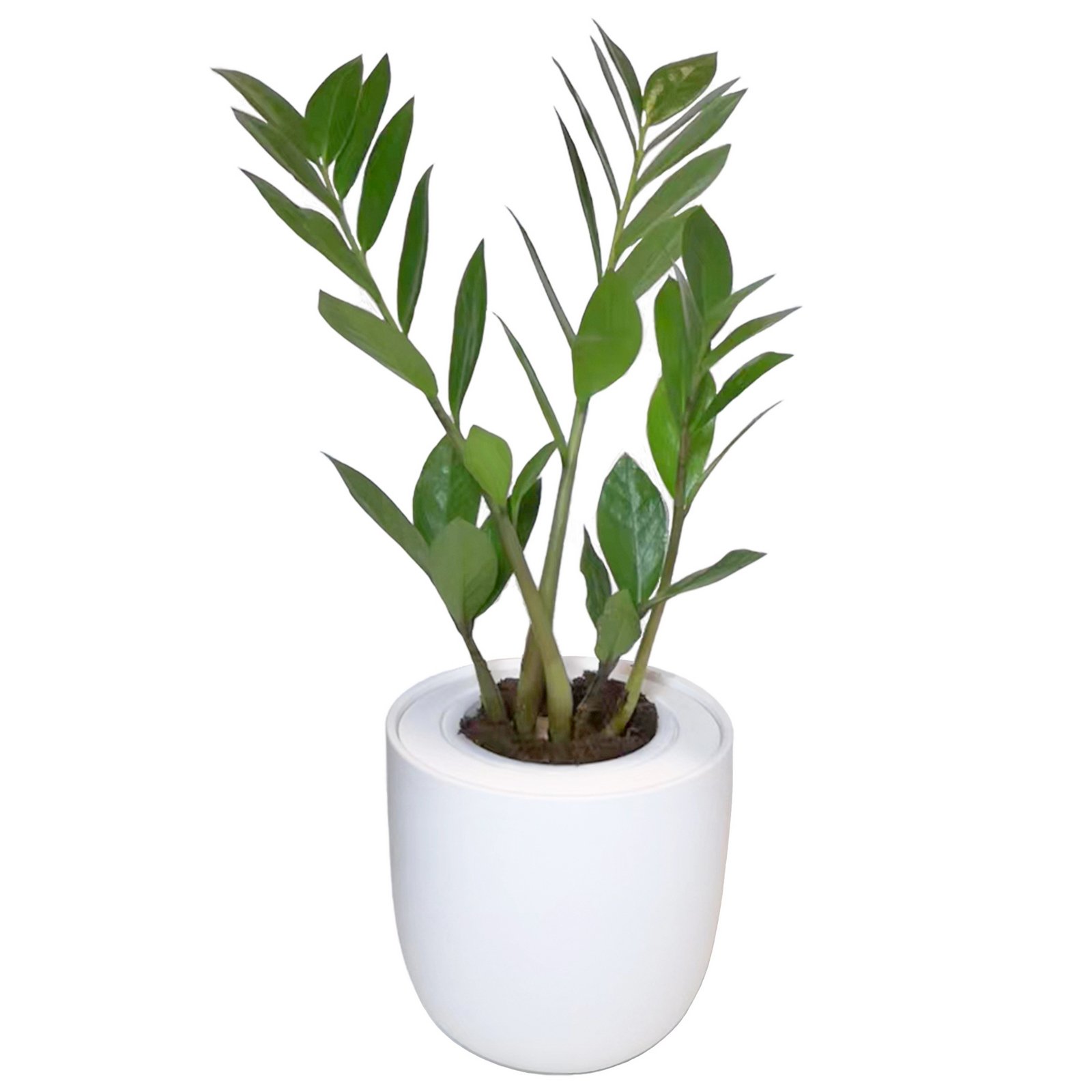 Hydroponic ZZ Plant Live Plants Growing Kit with White Ceramic Pot (ZZ Plant)