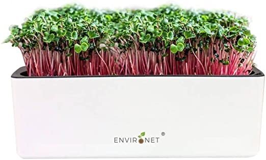 Radish Microgreens Growing Kit Self-Watering