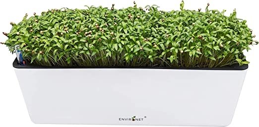 Cilantro Microgreens Growing Kit Self-Watering