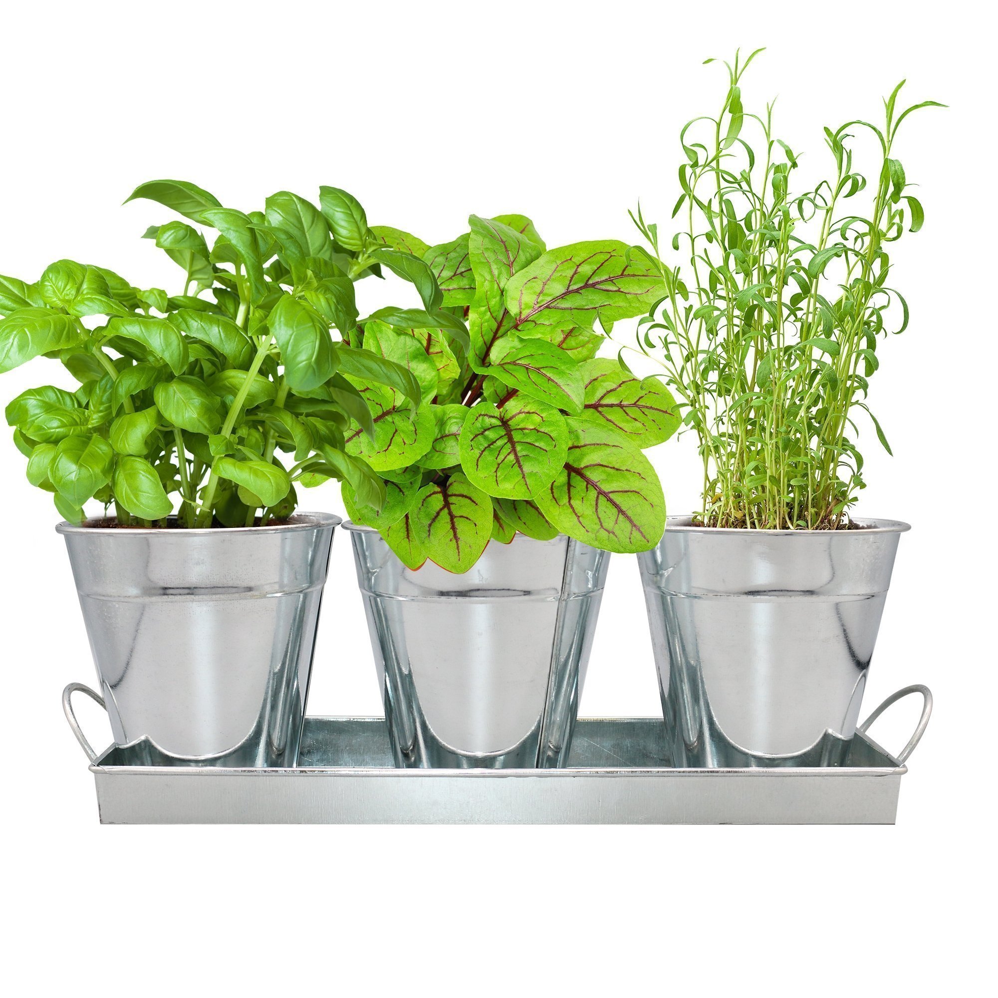 Herb Garden Trio - Silver Metal Vintage Planter Set with Organic Seeds(Basil, Sorrel and Tarragon)