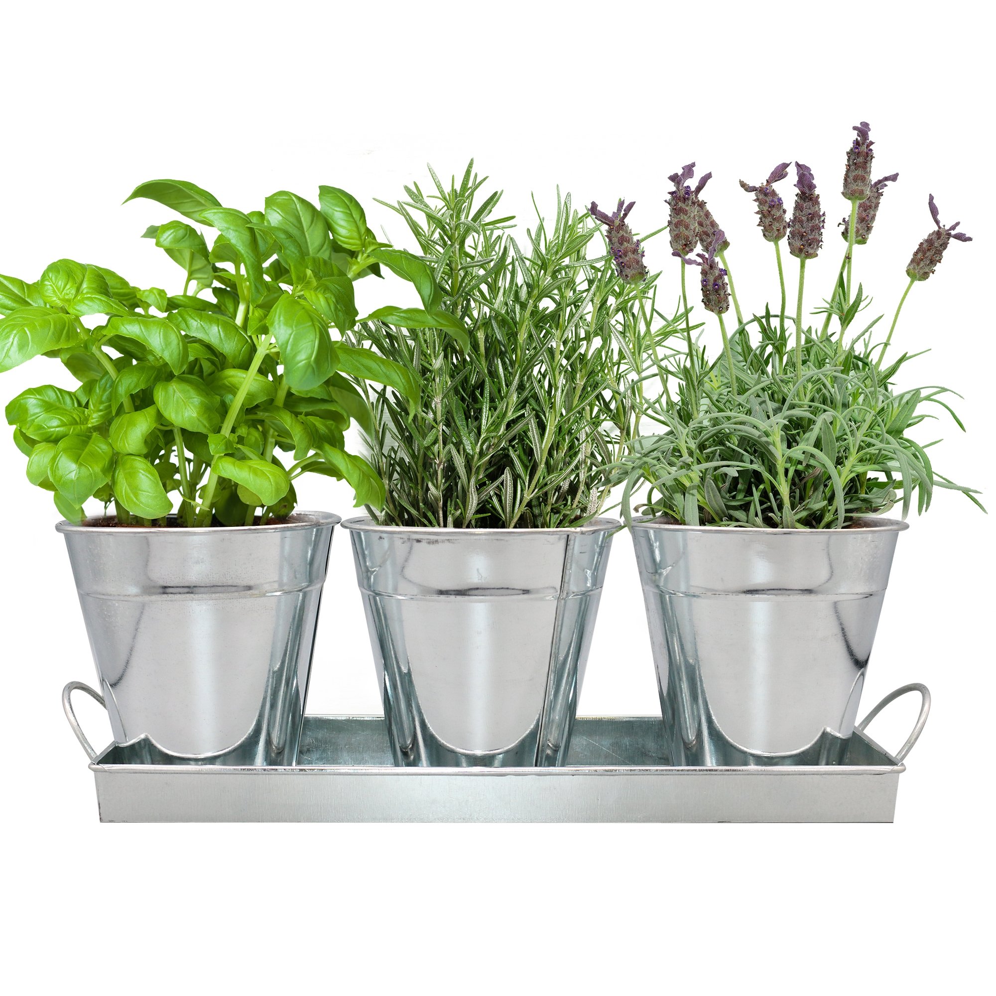 Herb Garden Trio - Silver Metal Vintage Planter Set (Basil, Rosemary, Lavender)
