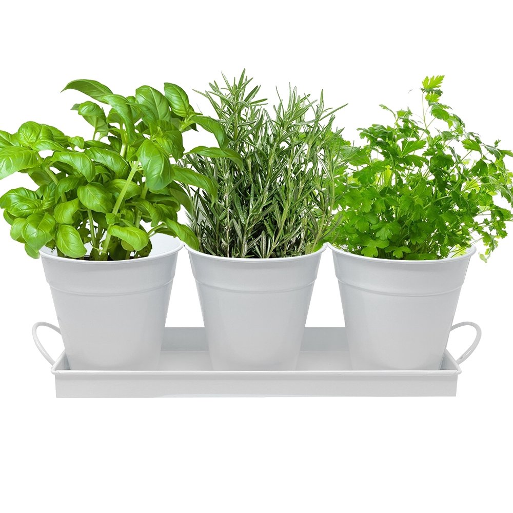 Herb Garden Trio - White Metal Iron Pots Planter Set (Basil, Parsley and Rosemary)
