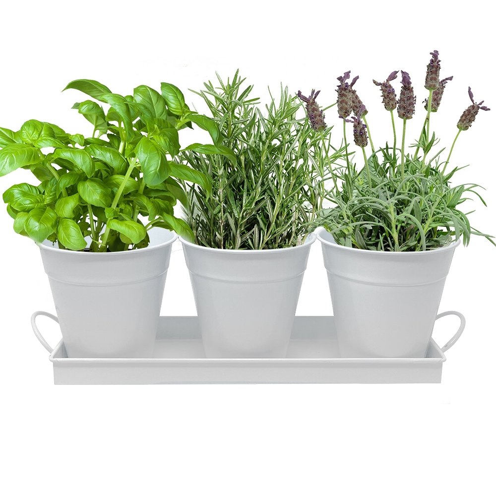 Herb Garden Trio - White Metal Iron Pots Planter Set (Basil, Rosemary, Lavender)